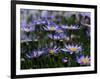 Purple Flowers-Mitch Diamond-Framed Photographic Print