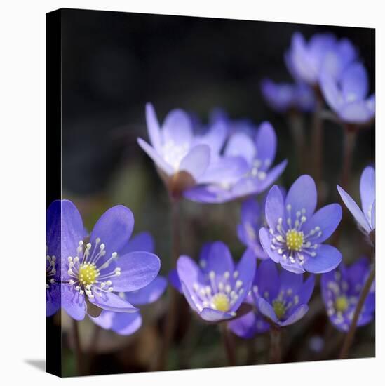 Purple Flowers-null-Stretched Canvas