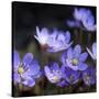 Purple Flowers-null-Stretched Canvas