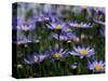 Purple Flowers-Mitch Diamond-Stretched Canvas