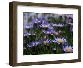 Purple Flowers-Mitch Diamond-Framed Photographic Print