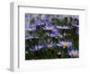 Purple Flowers-Mitch Diamond-Framed Photographic Print