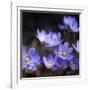 Purple Flowers-null-Framed Photographic Print