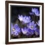 Purple Flowers-null-Framed Photographic Print