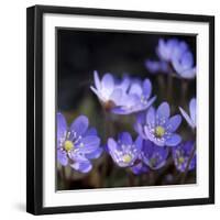 Purple Flowers-null-Framed Photographic Print