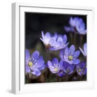 Purple Flowers-null-Framed Photographic Print