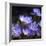 Purple Flowers-null-Framed Photographic Print