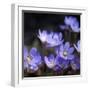 Purple Flowers-null-Framed Photographic Print