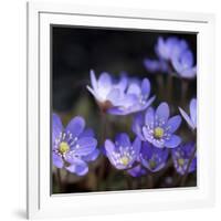 Purple Flowers-null-Framed Photographic Print