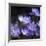 Purple Flowers-null-Framed Photographic Print