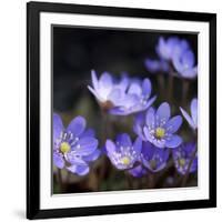 Purple Flowers-null-Framed Photographic Print