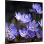 Purple Flowers-null-Mounted Photographic Print
