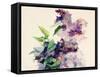 Purple Flowers-Boyan Dimitrov-Framed Stretched Canvas