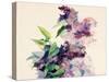 Purple Flowers-Boyan Dimitrov-Stretched Canvas