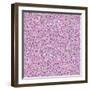 Purple Flowers-Effie Zafiropoulou-Framed Giclee Print