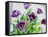 Purple Fringe Tulips-Christopher Ryland-Framed Stretched Canvas