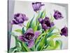 Purple Fringe Tulips-Christopher Ryland-Stretched Canvas