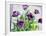 Purple Fringe Tulips-Christopher Ryland-Framed Giclee Print