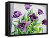 Purple Fringe Tulips-Christopher Ryland-Framed Stretched Canvas