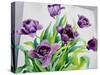 Purple Fringe Tulips-Christopher Ryland-Stretched Canvas