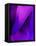 Purple Fuschia Blue Wrap-Ruth Palmer-Framed Stretched Canvas