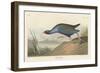 Purple gallinule, 1836-John James Audubon-Framed Giclee Print