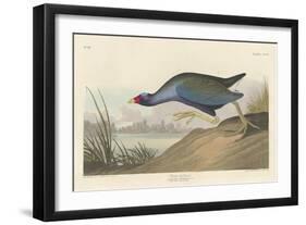 Purple gallinule, 1836-John James Audubon-Framed Giclee Print