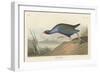 Purple gallinule, 1836-John James Audubon-Framed Giclee Print