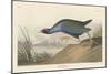 Purple gallinule, 1836-John James Audubon-Mounted Giclee Print