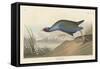 Purple gallinule, 1836-John James Audubon-Framed Stretched Canvas