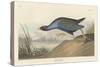 Purple gallinule, 1836-John James Audubon-Stretched Canvas