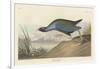 Purple gallinule, 1836-John James Audubon-Framed Giclee Print