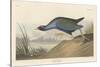 Purple gallinule, 1836-John James Audubon-Stretched Canvas