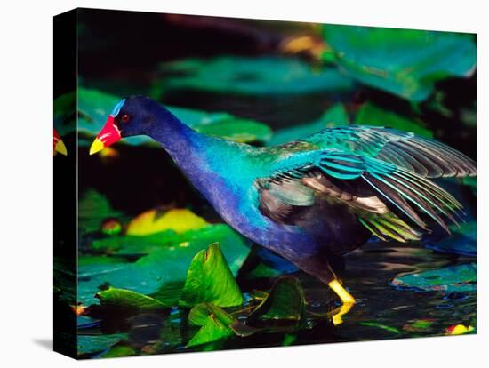 Purple Gallinule Foraging, Everglades National Park, Florida, USA-Charles Sleicher-Stretched Canvas