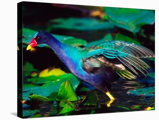 Purple Gallinule Foraging, Everglades National Park, Florida, USA-Charles Sleicher-Stretched Canvas