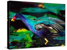 Purple Gallinule Foraging, Everglades National Park, Florida, USA-Charles Sleicher-Stretched Canvas