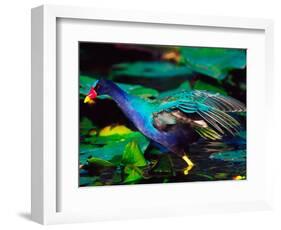 Purple Gallinule Foraging, Everglades National Park, Florida, USA-Charles Sleicher-Framed Photographic Print