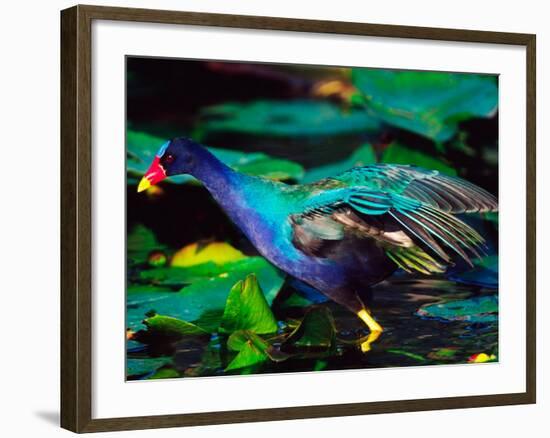 Purple Gallinule Foraging, Everglades National Park, Florida, USA-Charles Sleicher-Framed Photographic Print