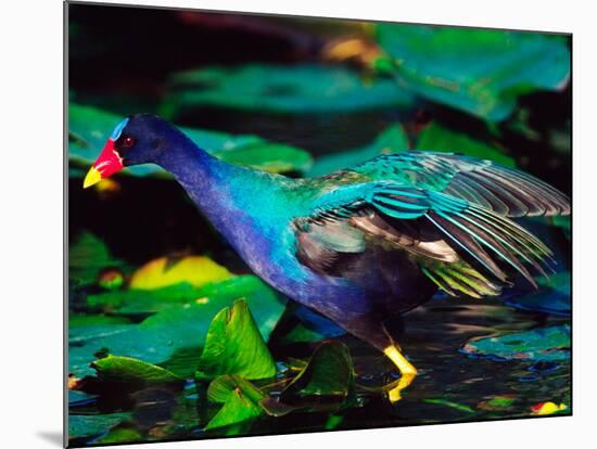 Purple Gallinule Foraging, Everglades National Park, Florida, USA-Charles Sleicher-Mounted Photographic Print