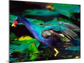 Purple Gallinule Foraging, Everglades National Park, Florida, USA-Charles Sleicher-Mounted Photographic Print