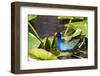 Purple Gallinule on Lily Pads-Terry Eggers-Framed Photographic Print