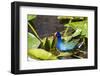 Purple Gallinule on Lily Pads-Terry Eggers-Framed Photographic Print