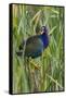 Purple Gallinule (Porphyrio martinica) perched in cattails-Larry Ditto-Framed Stretched Canvas