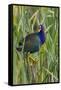 Purple Gallinule (Porphyrio martinica) perched in cattails-Larry Ditto-Framed Stretched Canvas