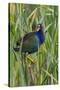 Purple Gallinule (Porphyrio martinica) perched in cattails-Larry Ditto-Stretched Canvas
