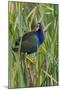 Purple Gallinule (Porphyrio martinica) perched in cattails-Larry Ditto-Mounted Photographic Print