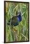 Purple Gallinule (Porphyrio martinica) perched in cattails-Larry Ditto-Framed Photographic Print