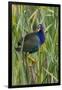 Purple Gallinule (Porphyrio martinica) perched in cattails-Larry Ditto-Framed Photographic Print