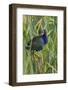 Purple Gallinule (Porphyrio martinica) perched in cattails-Larry Ditto-Framed Photographic Print