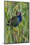 Purple Gallinule (Porphyrio martinica) perched in cattails-Larry Ditto-Mounted Photographic Print